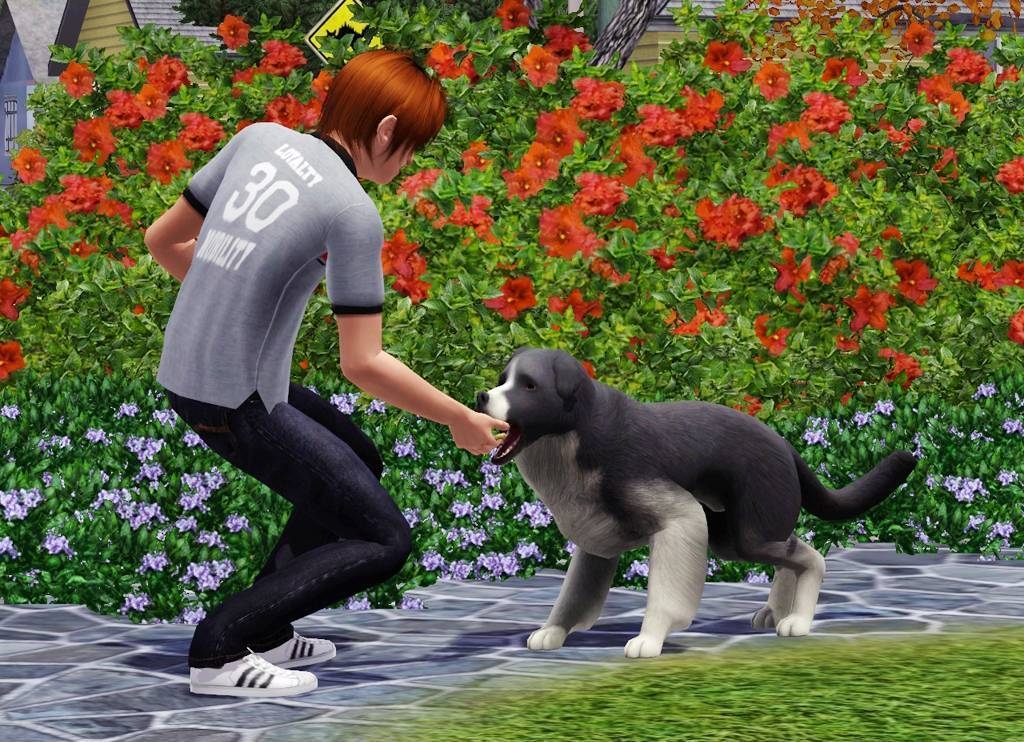 3 питомца. Игра the SIMS 3 питомцы. The SIMS 3 Pets. Симс 3 плюс питомцы. Игра SIMS 3 Pets.