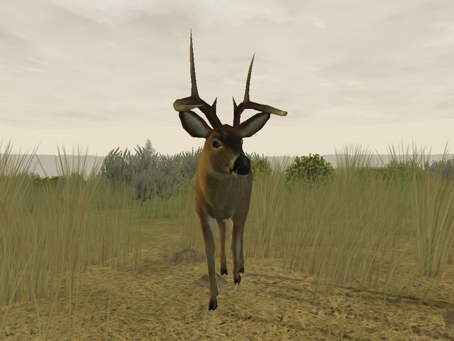 Скриншот из игры Deer Hunter 2005 под номером 1